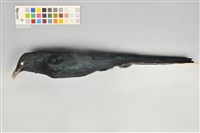 藏品(噪鵑)的圖片